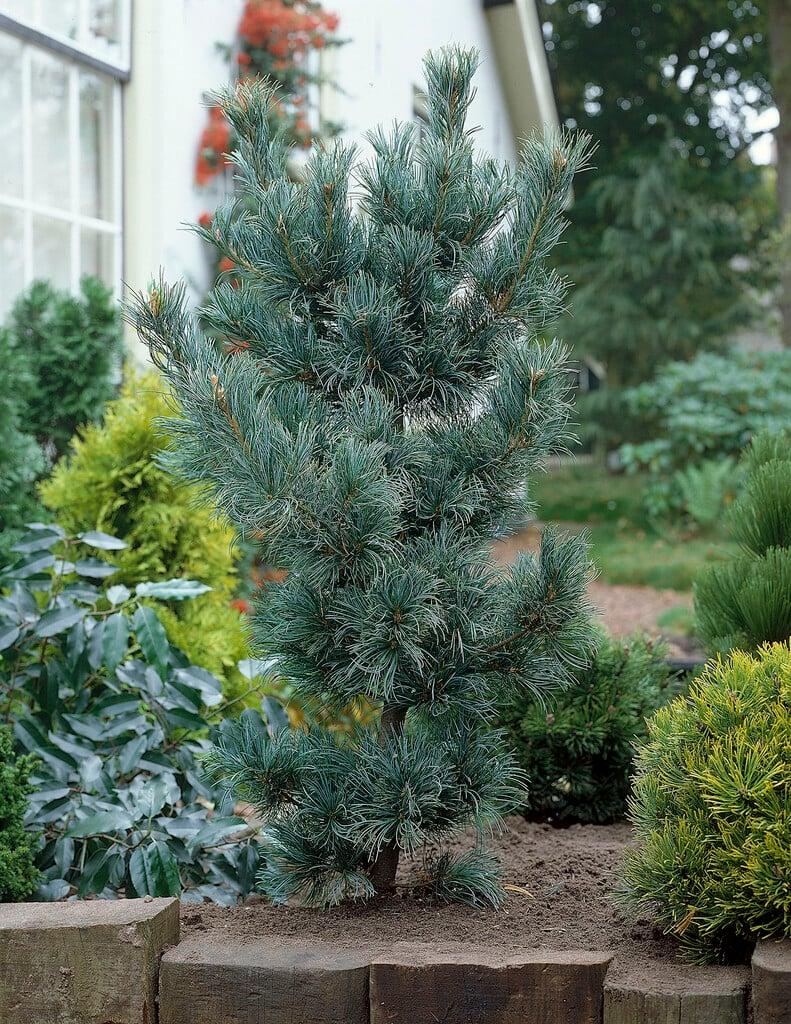 Pinus Parviflora 'glauca' - View 8 from www redcrocus com