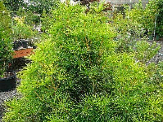 Sciadopitys Verticillata - View 11 from www redcrocus com