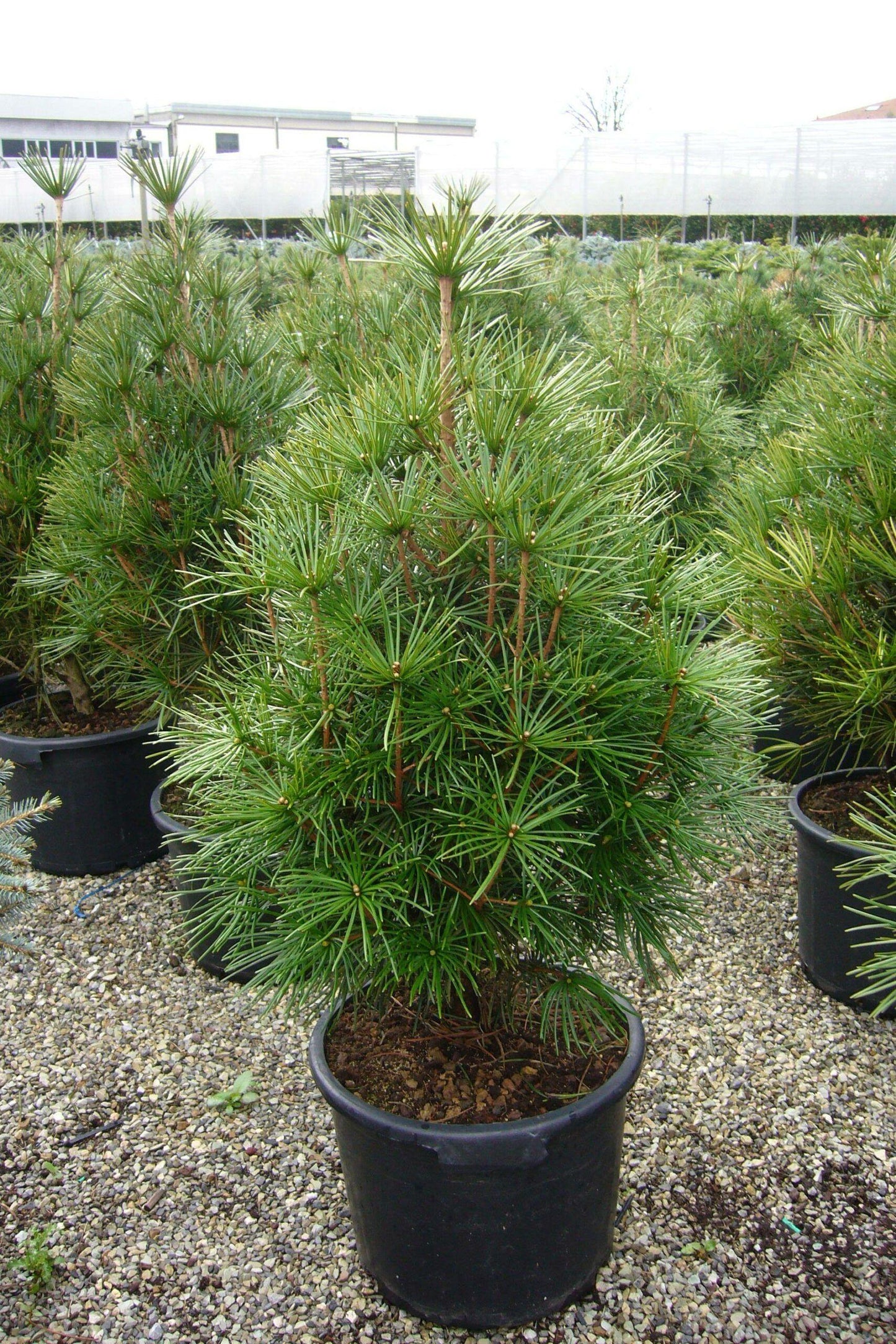Sciadopitys Verticillata - View 12 from www redcrocus com