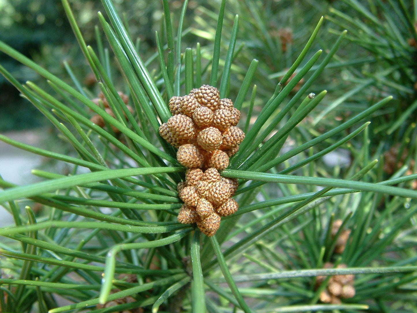 Sciadopitys Verticillata - View 13 from www redcrocus com