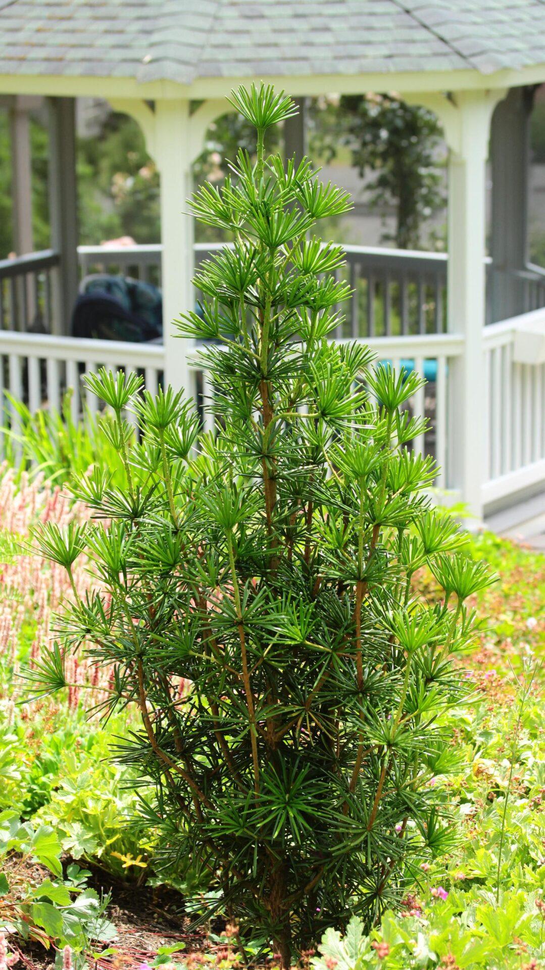 Sciadopitys Verticillata - View 19 from www redcrocus com