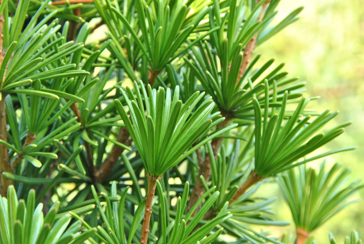 Sciadopitys Verticillata - View 20 from www redcrocus com