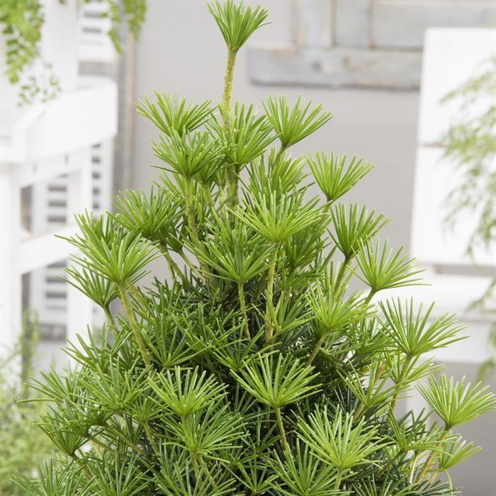 Sciadopitys Verticillata - View 22 from www redcrocus com