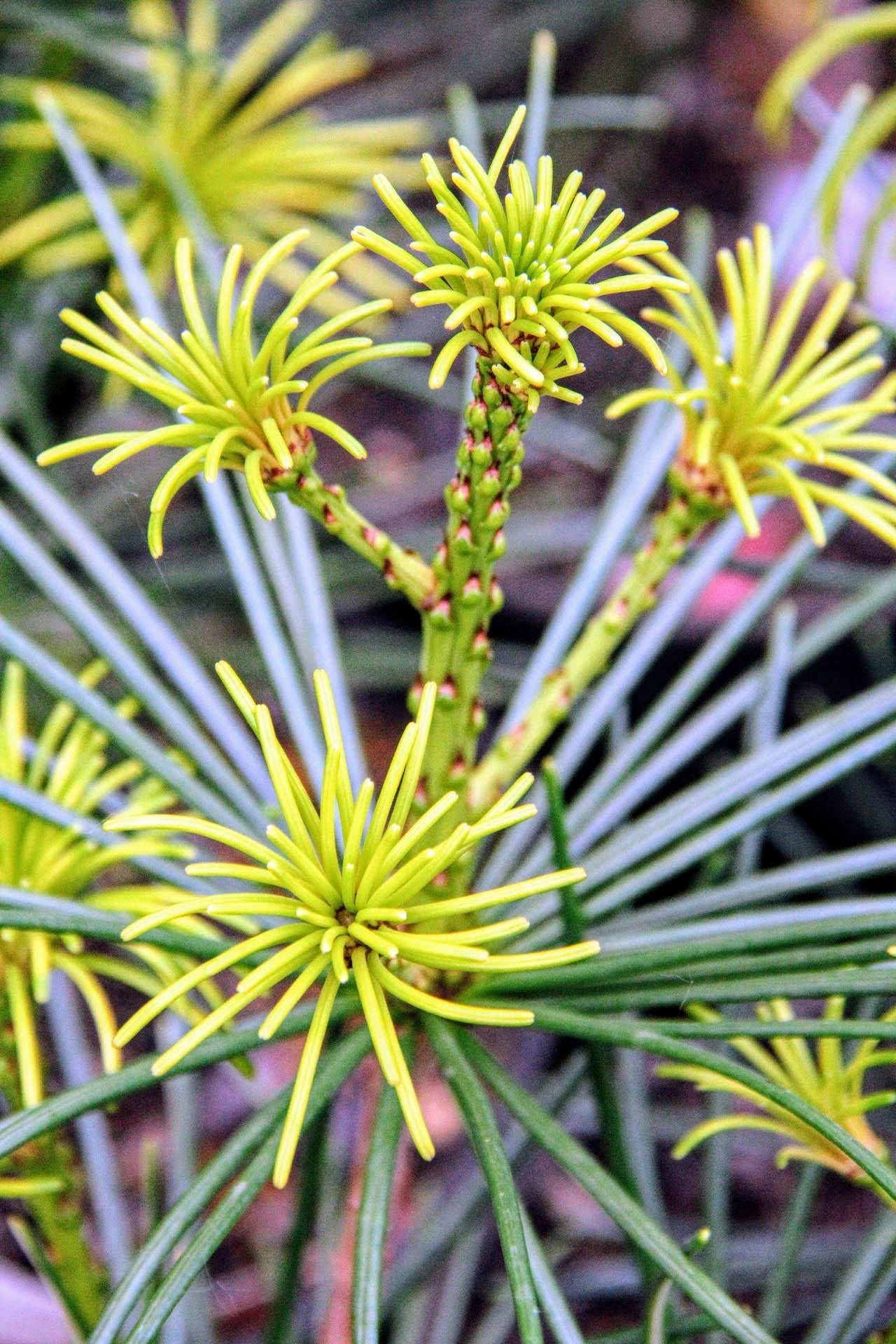 Sciadopitys Verticillata - View 27 from www redcrocus com