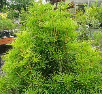 Sciadopitys Verticillata - View 29 from www redcrocus com