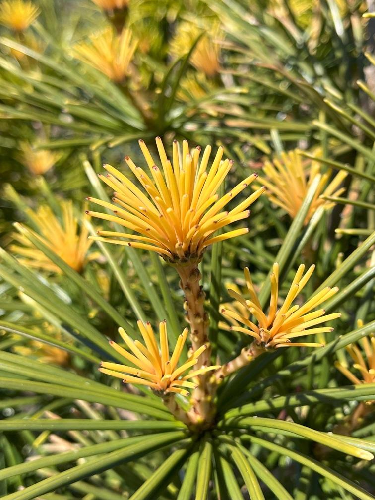 Sciadopitys Verticillata - View 33 from www redcrocus com