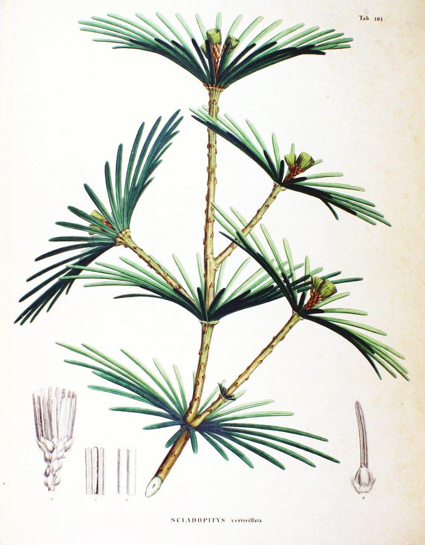 Sciadopitys Verticillata - View 36 from www redcrocus com