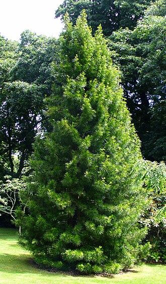 Sciadopitys Verticillata - View 39 from www redcrocus com