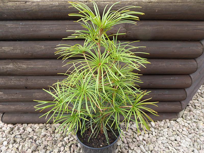 Sciadopitys Verticillata - View 40 from www redcrocus com