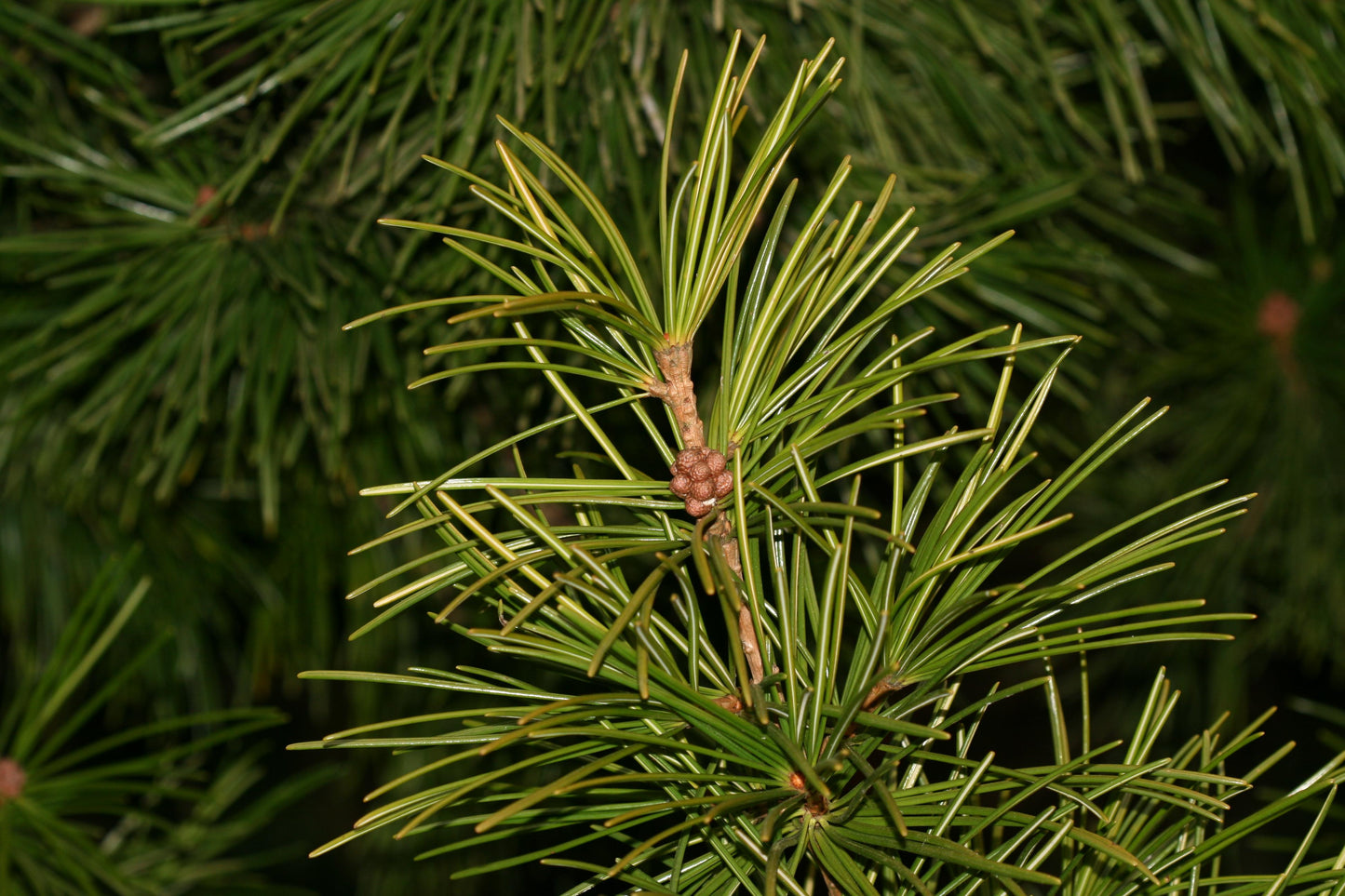 Sciadopitys Verticillata - View 4 from www redcrocus com