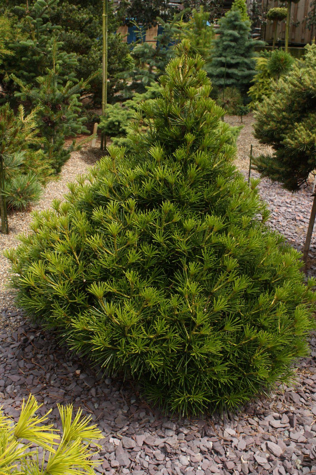 Sciadopitys Verticillata - View 8 from www redcrocus com
