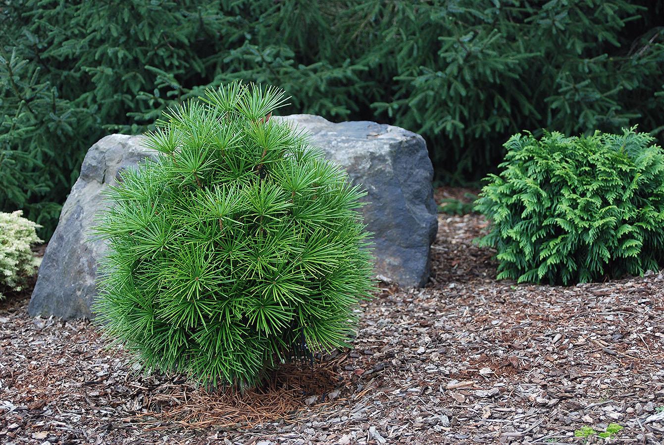 Sciadopitys Verticillata - View 9 from www redcrocus com