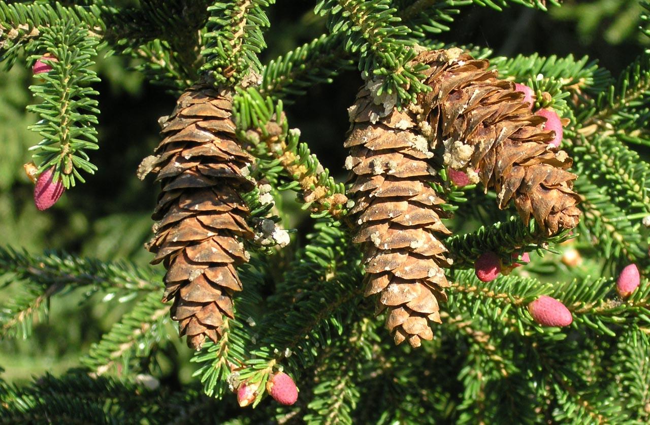 Picea Orientalis - View 13 from www redcrocus com
