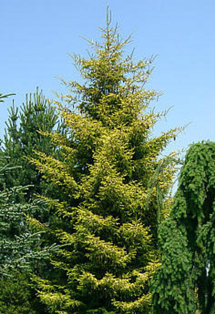 Picea Orientalis - View 19 from www redcrocus com