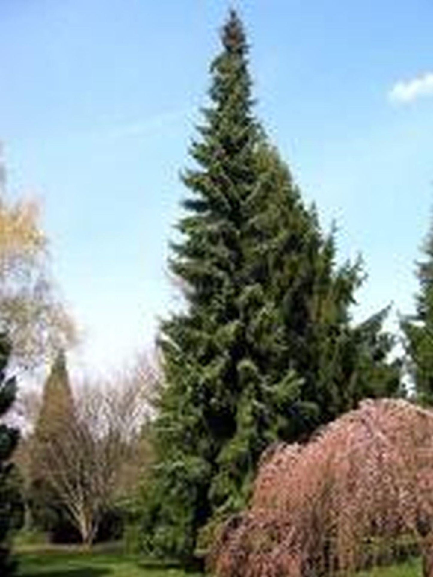 Picea Omorika Pendula - View 11 from www redcrocus com