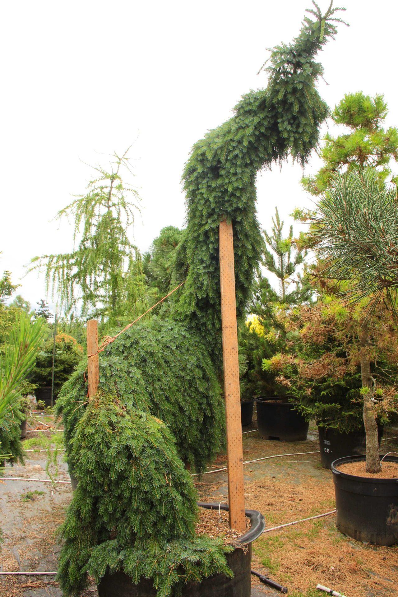 Picea Omorika Pendula - View 13 from www redcrocus com