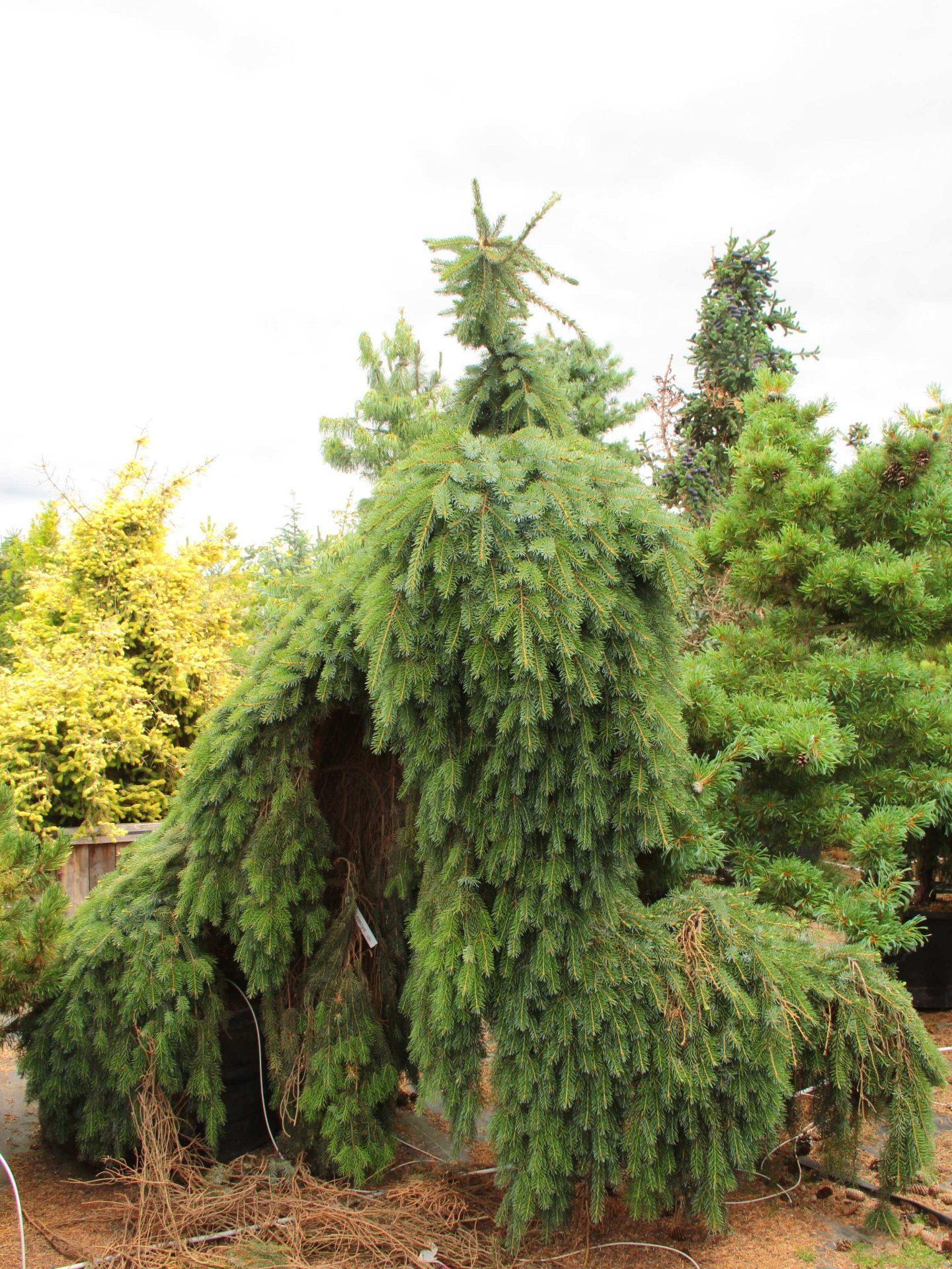 Picea Omorika Pendula - View 14 from www redcrocus com