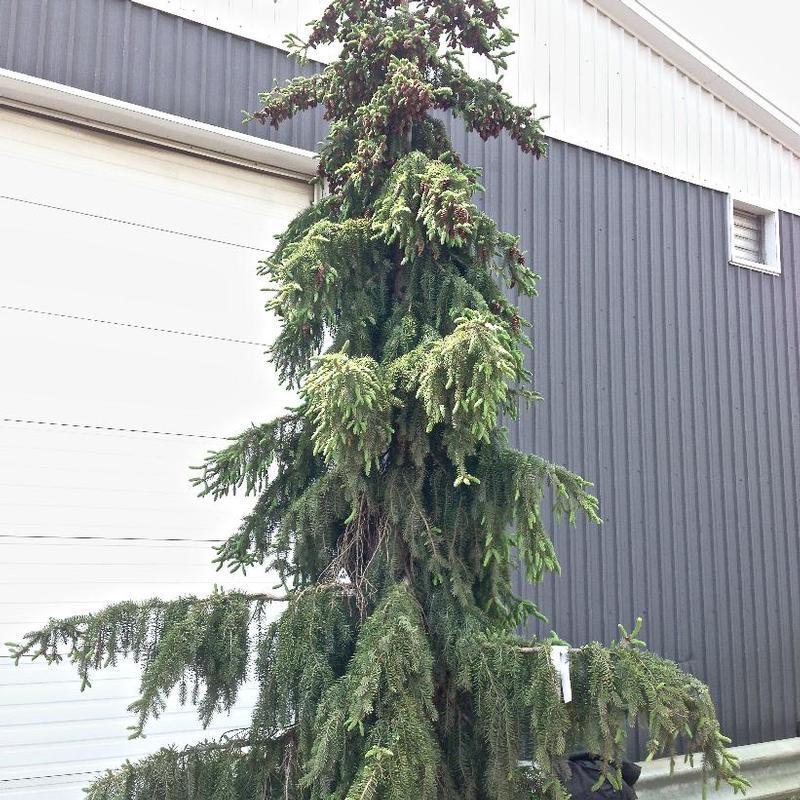 Picea Omorika Pendula - View 15 from www redcrocus com