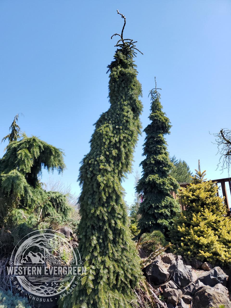 Picea Omorika Pendula - View 16 from www redcrocus com