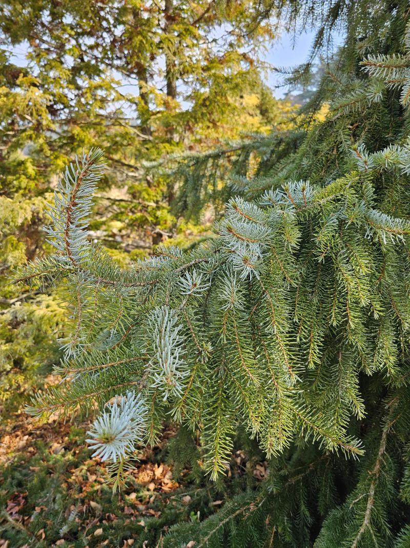 Picea Omorika Pendula - View 17 from www redcrocus com