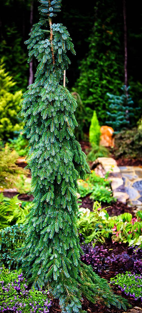 Picea Omorika Pendula - View 18 from www redcrocus com
