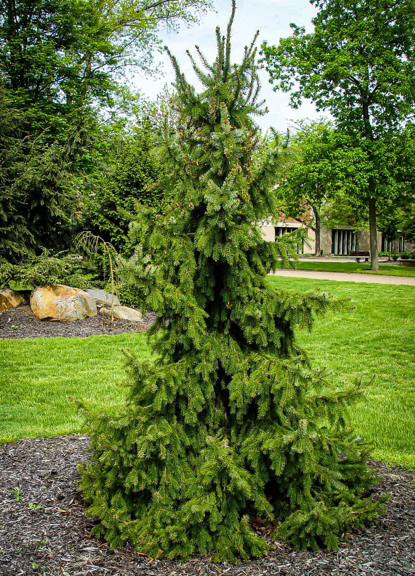 Picea Omorika Pendula - View 1 from www redcrocus com