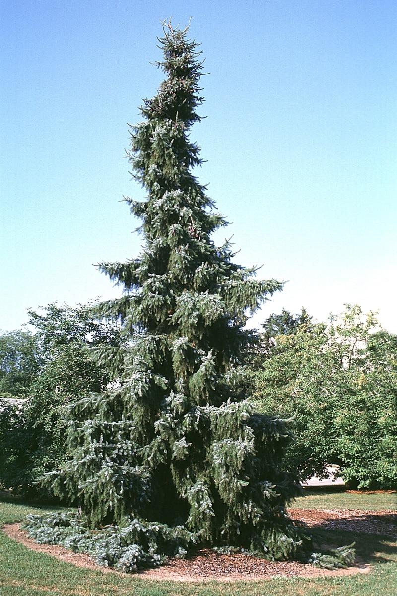 Picea Omorika Pendula - View 2 from www redcrocus com