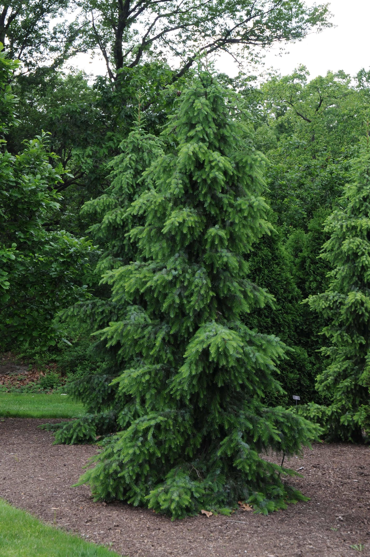 Picea Omorika Pendula - View 4 from www redcrocus com