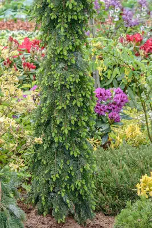 Picea Omorika Pendula - View 5 from www redcrocus com