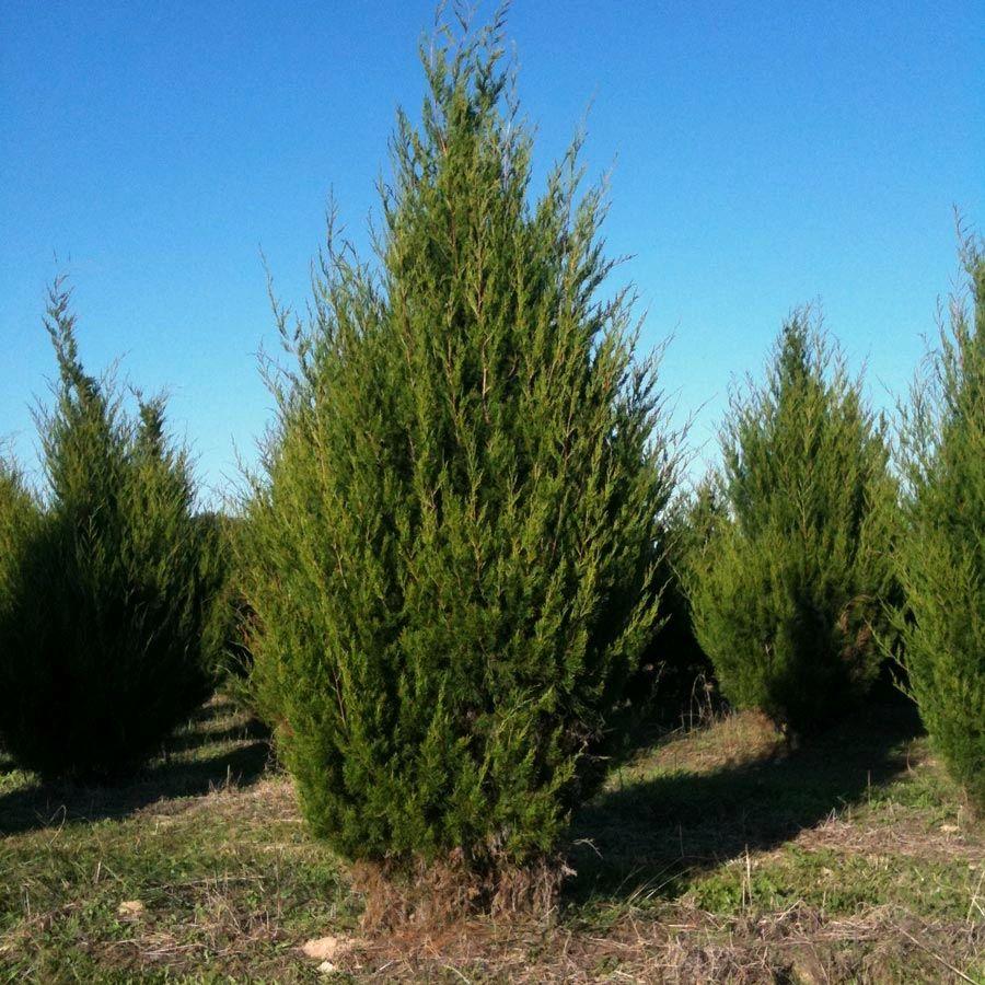 Juniperus Virginiana - View 12 from www redcrocus com