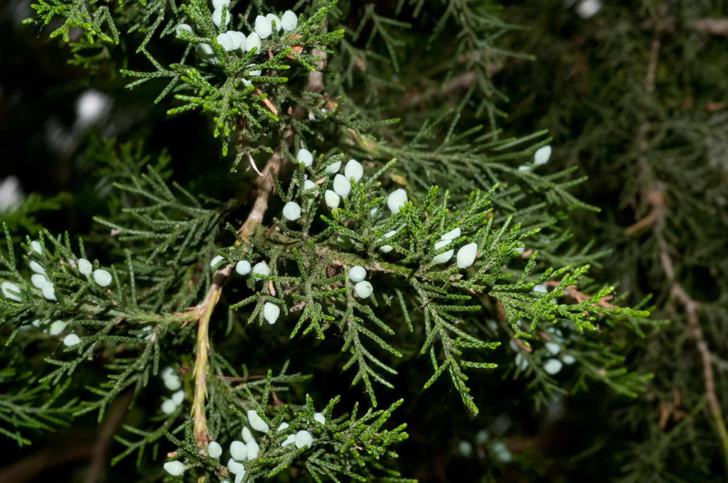 Juniperus Virginiana - View 17 from www redcrocus com