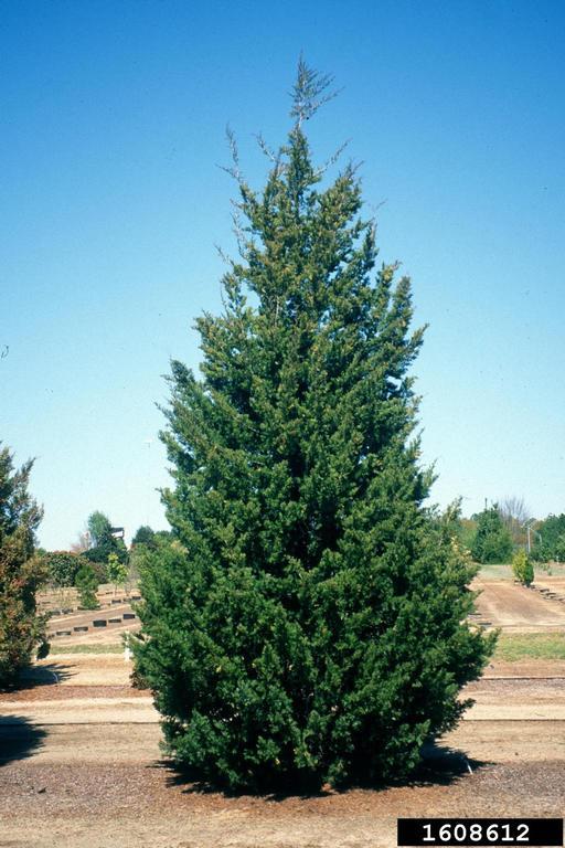 Juniperus Virginiana Emerald Sentinel - View 11 from www redcrocus com