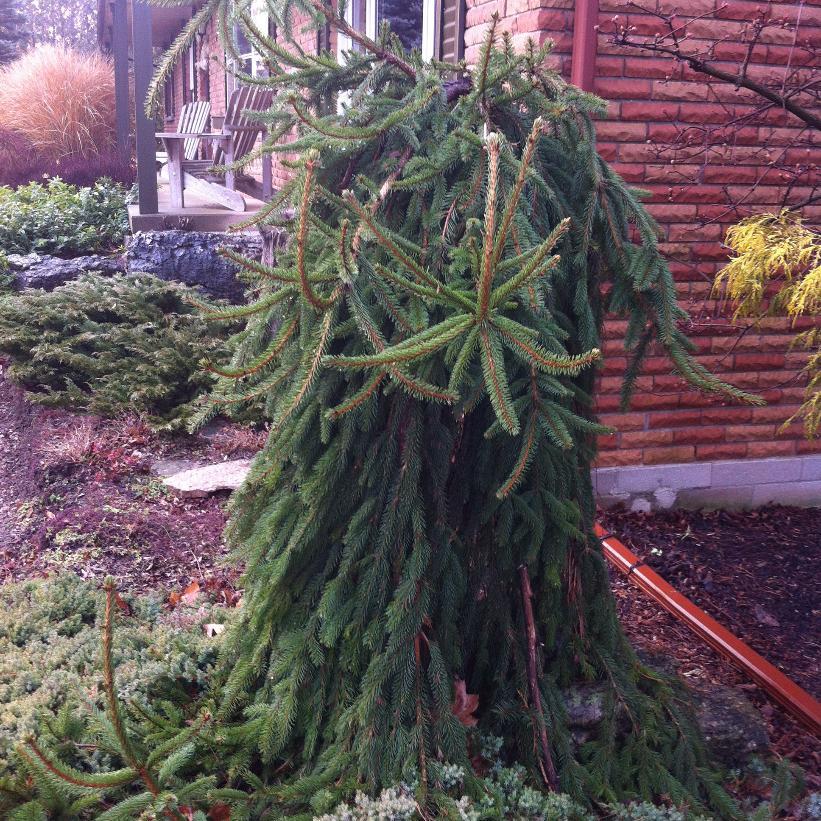 Picea Abies 'pendula' - View 11 from www redcrocus com