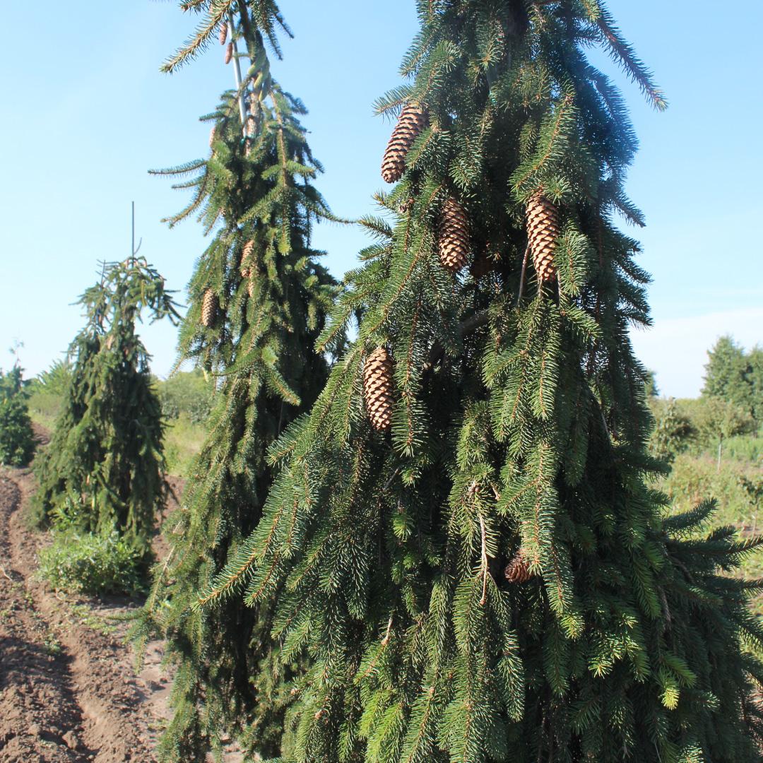 Picea Abies 'pendula' - View 14 from www redcrocus com