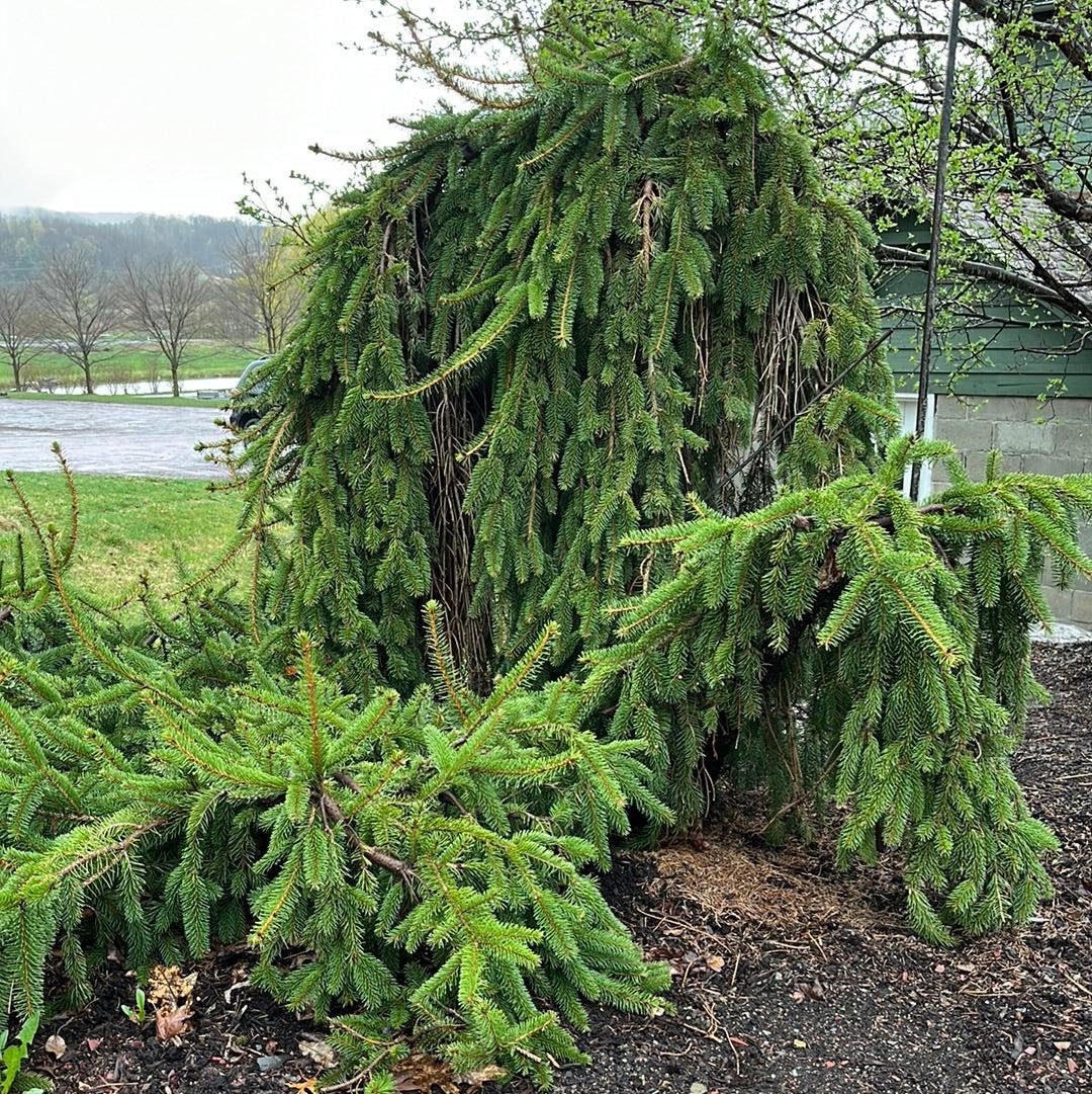 Picea Abies 'pendula' - View 2 from www redcrocus com