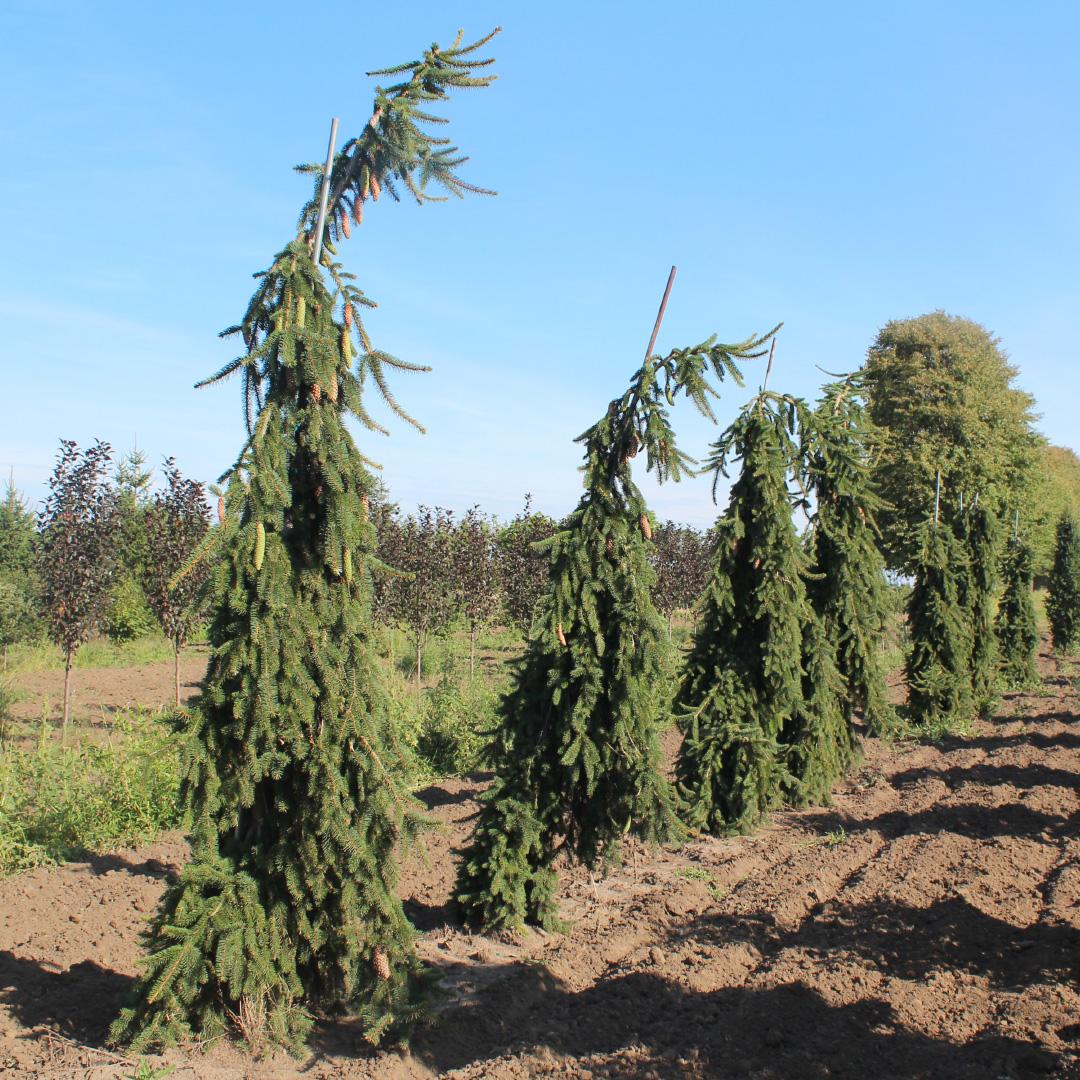 Picea Abies 'pendula' - View 3 from www redcrocus com