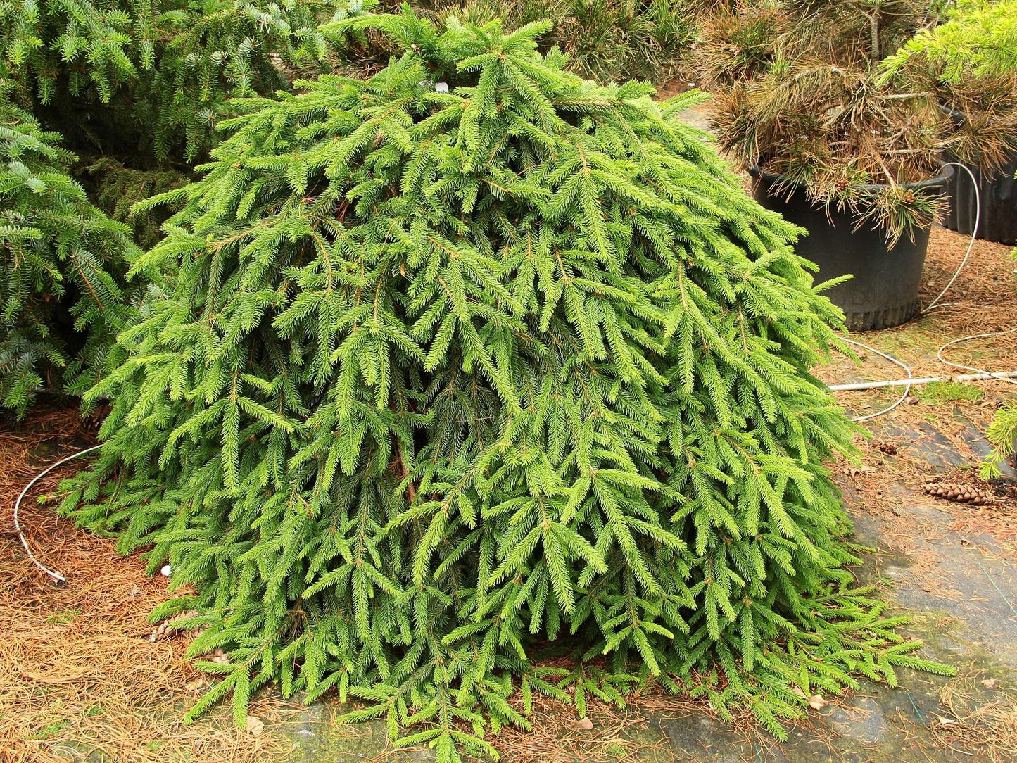 Picea Abies 'pendula' - View 6 from www redcrocus com