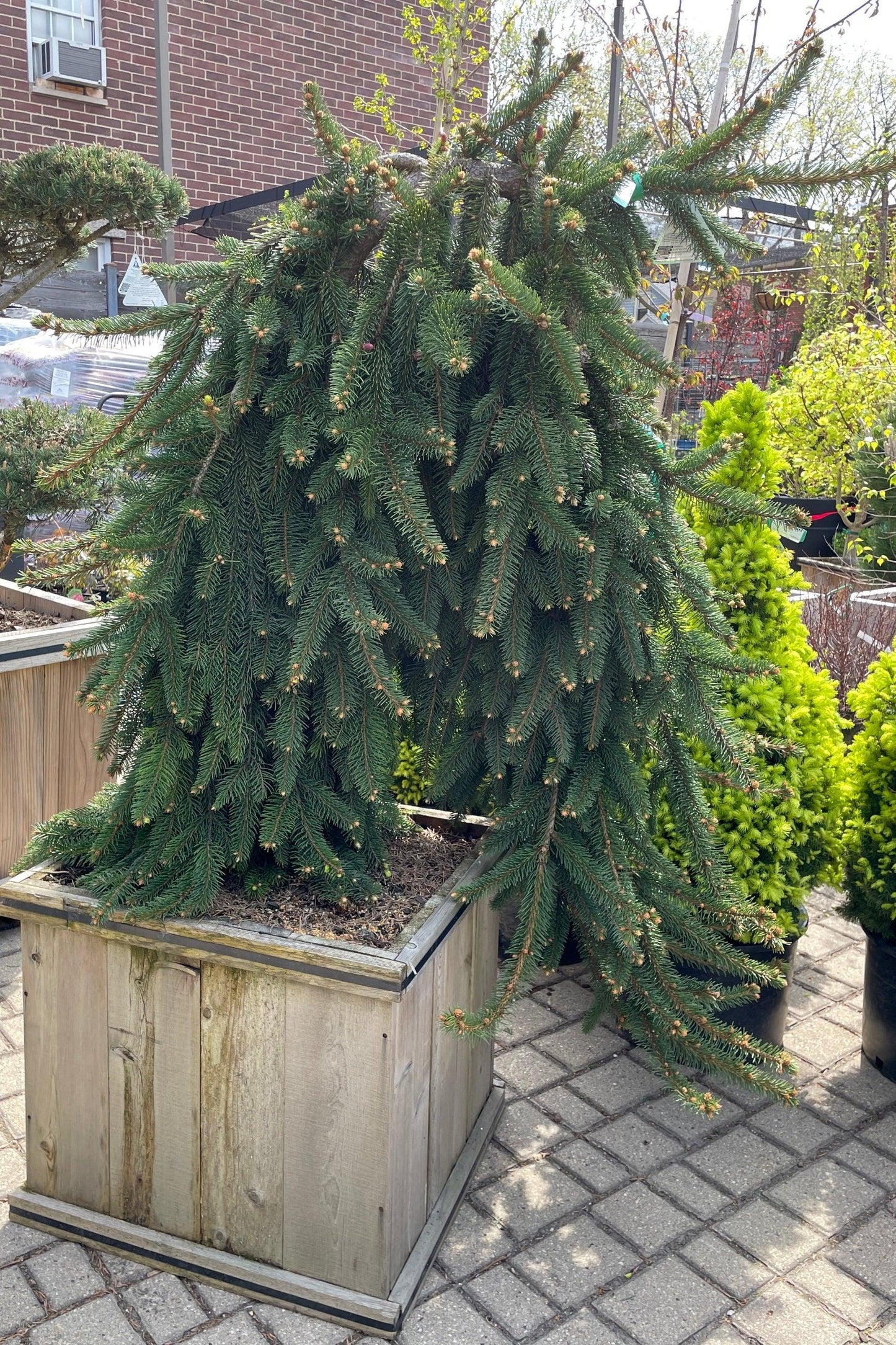 Picea Abies 'pendula' - View 8 from www redcrocus com
