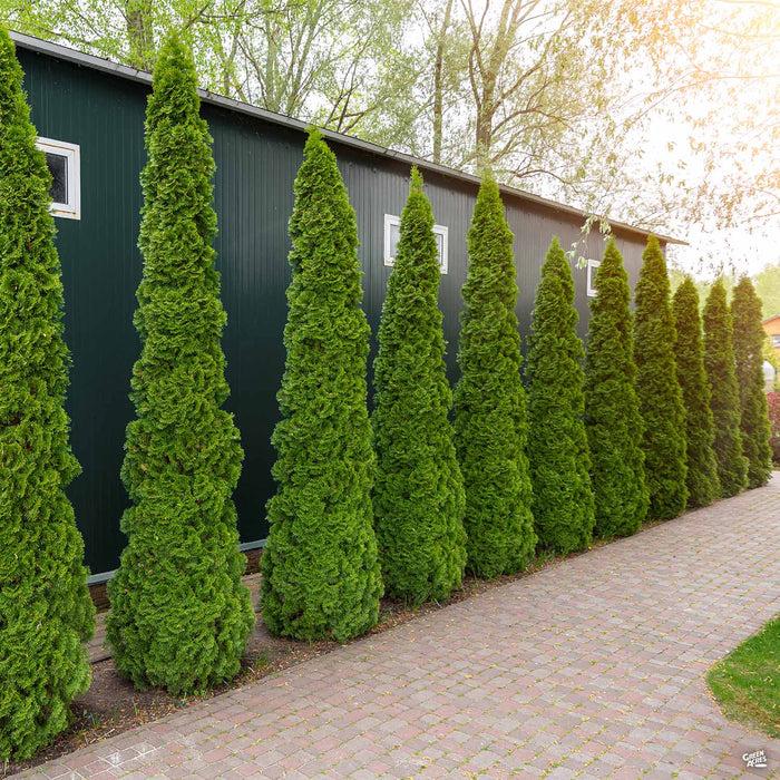 Thuja Occidentalis 'emerald Green' - View 10 from www redcrocus com