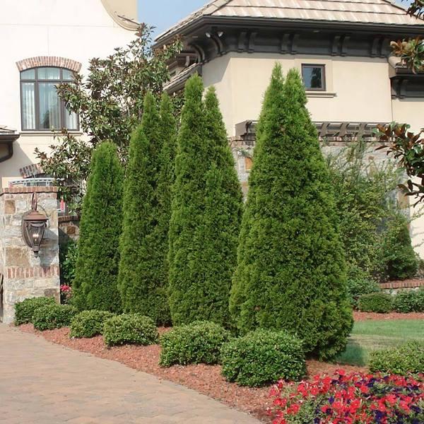 Thuja Occidentalis 'emerald Green' - View 2 from www redcrocus com