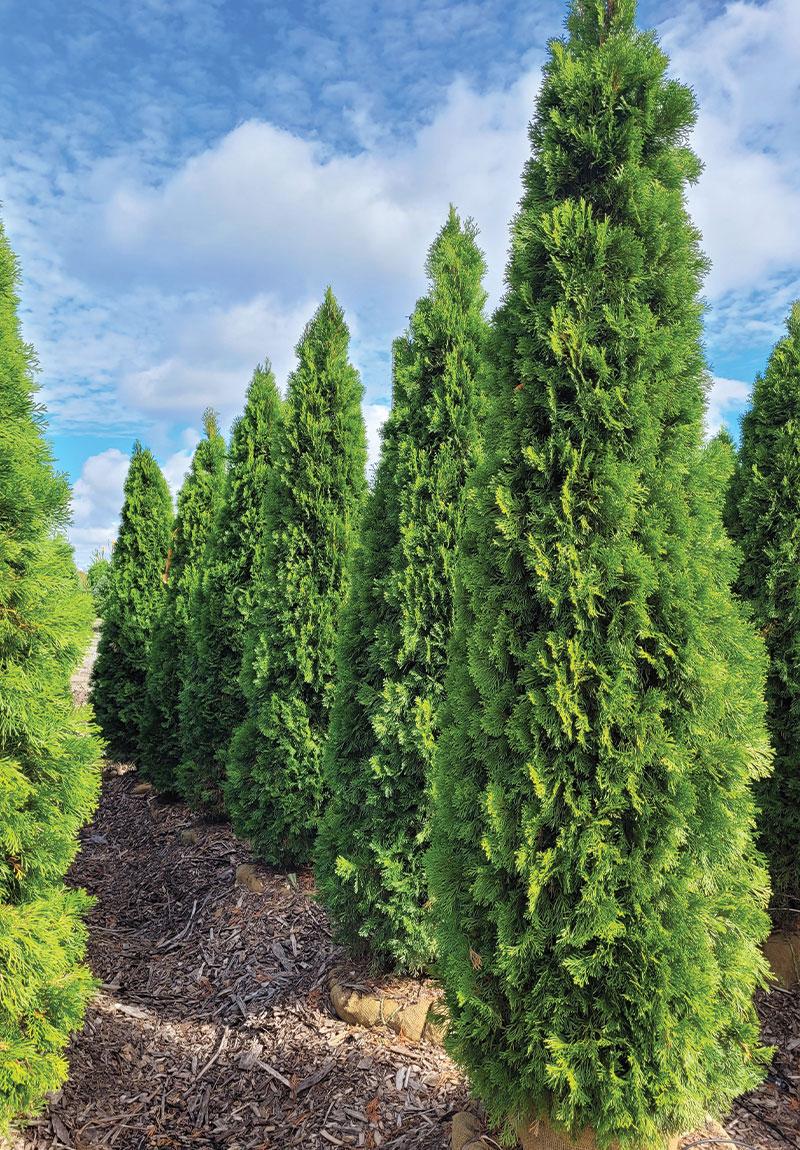 Thuja Occidentalis 'emerald Green' - View 6 from www redcrocus com
