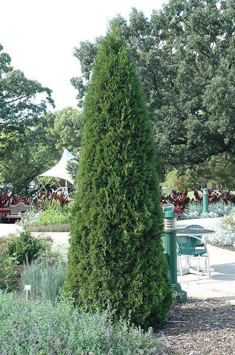 Thuja Occidentalis 'emerald Green' - View 7 from www redcrocus com