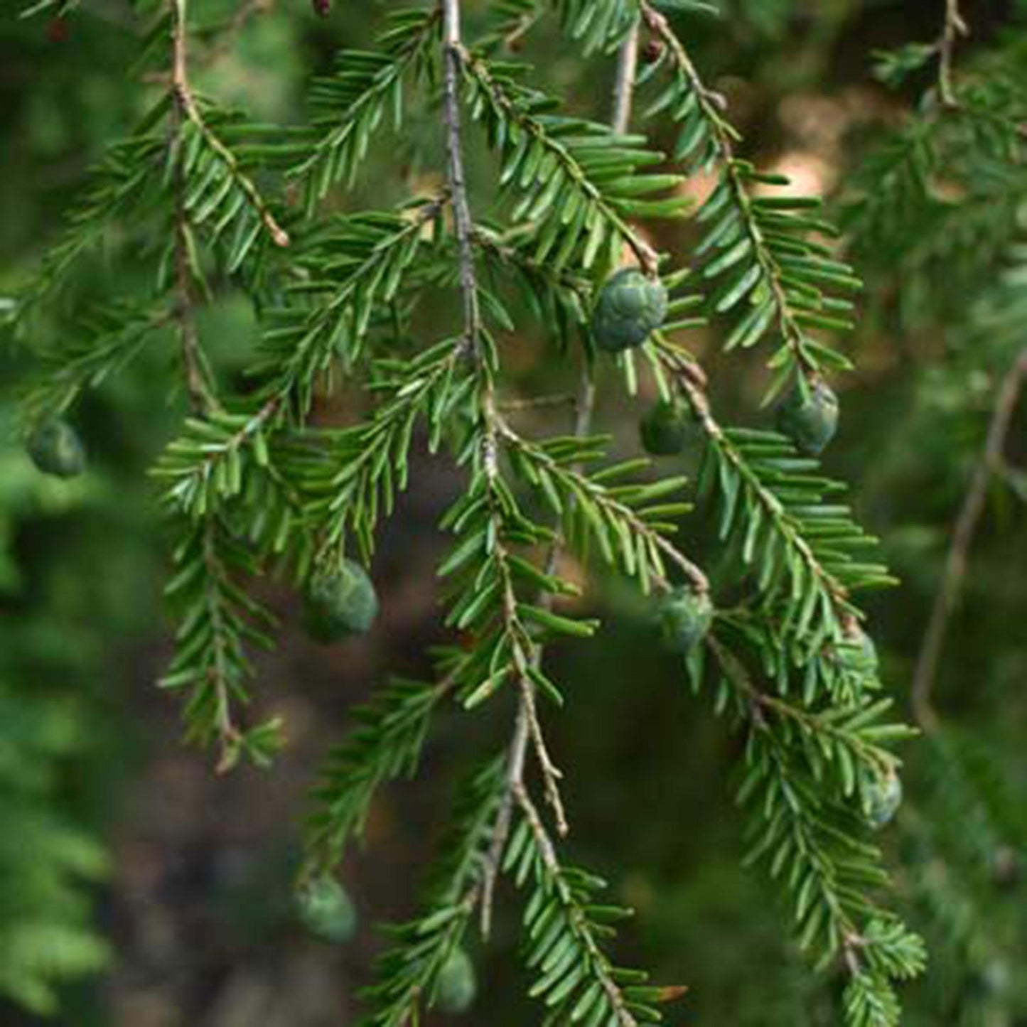 Tsuga Canadensis - View 12 from www redcrocus com