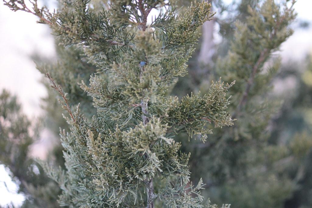 Juniperus Virginiana Emerald Sentinel - View 13 from www redcrocus com