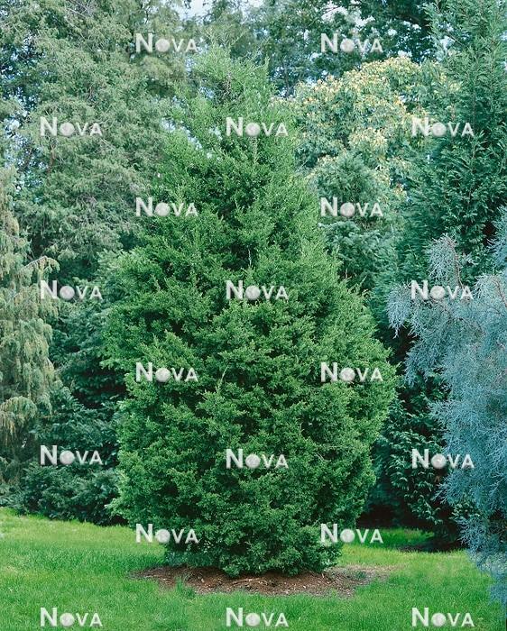 Juniperus Virginiana Emerald Sentinel - View 1 from www redcrocus com
