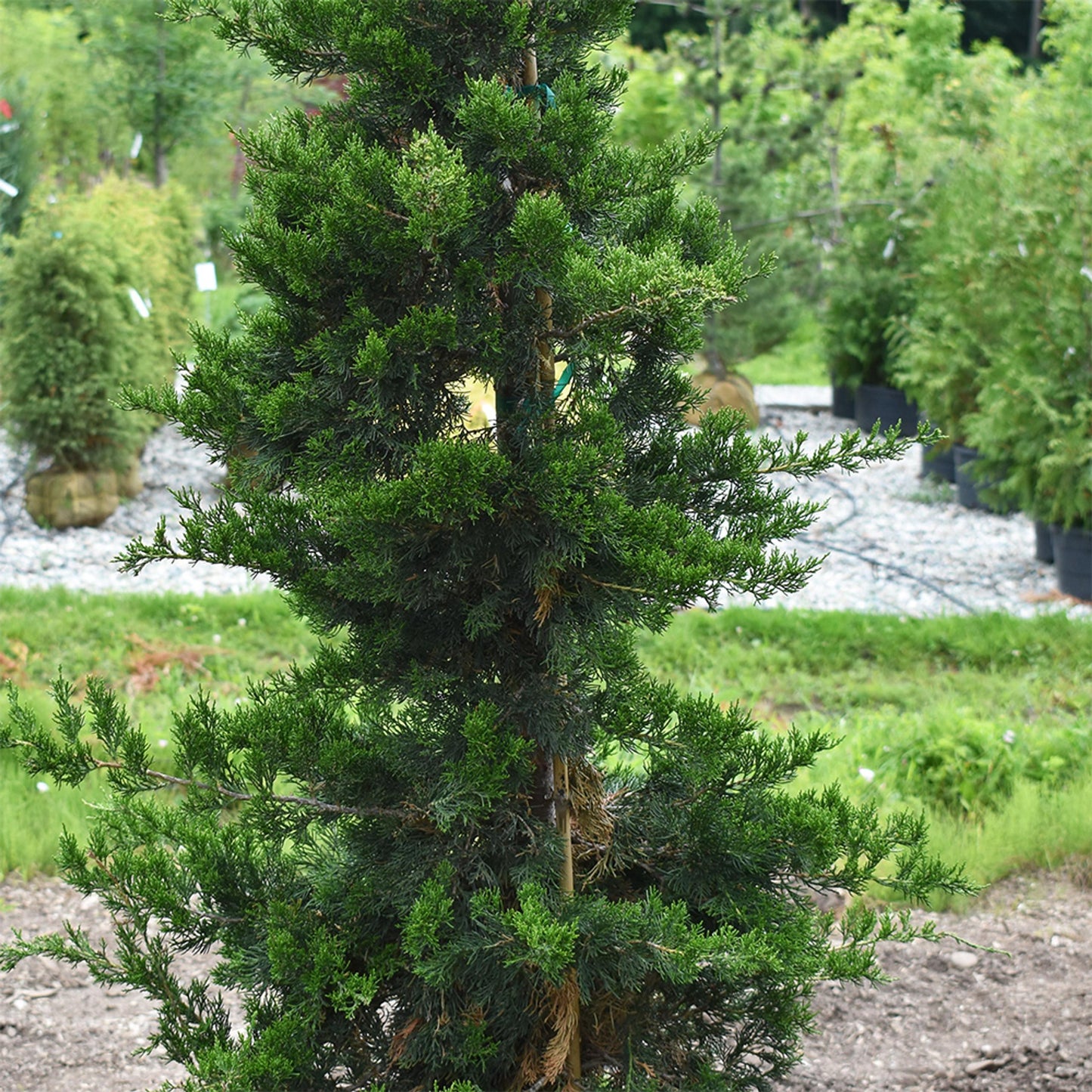 Juniperus Virginiana Emerald Sentinel - View 3 from www redcrocus com