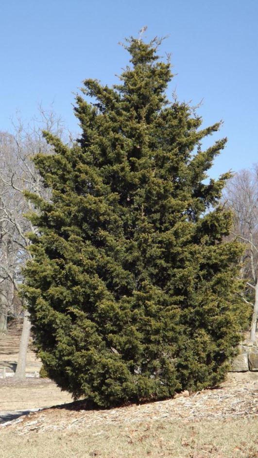 Juniperus Virginiana Emerald Sentinel - View 4 from www redcrocus com