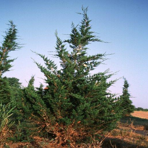 Juniperus Virginiana Emerald Sentinel - View 5 from www redcrocus com