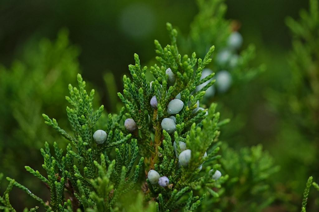 Juniperus Virginiana Emerald Sentinel - View 6 from www redcrocus com