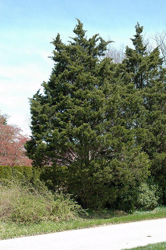 Juniperus Virginiana Emerald Sentinel - View 7 from www redcrocus com